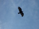 The turkey vultures were a well fed bunch along the beach- lots of fish boats arriving in the afternoon