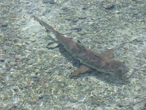 Black tip in the shallows by the restaraunt