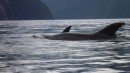 Dolphins swim into bay, closeup Milford Sound