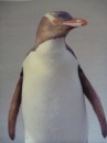 Yellow eyed penguin- we saw this one on a poster!