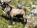 Mountain goat, on rocky ledge above Queenstown