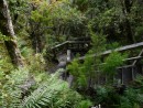 Kiwis really know how to make trails, this climb had lots and lots of stairs!