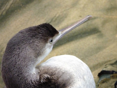 Seabird close up- we think a spotted shag juvenile