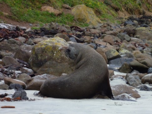 NZ sealion, resting on the beach after deep sea fishing