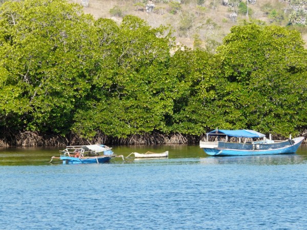 Mangroves at the end of the bay
