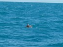 We saw 3 turtles, lots of dolphins and thousands of tuna on our trip from Cape Horn to Darwin