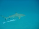 close up encounters with the black tip sharks or Moorea