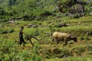 A man and his buffalo are a singularly hard working unit