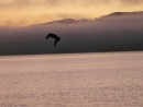 Pelican fishing at sunrise