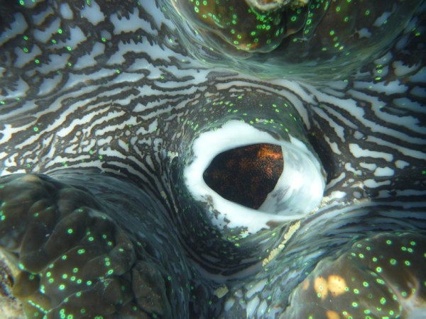Looking inside a giant clam