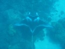 Manta Rays- we were fortunate to dive with them two days after we snorkelled above them.