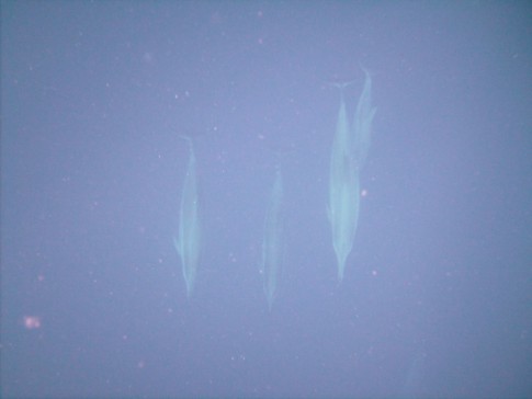 Dolphins swim underneath us- what an experience!  Photo from Allan, Flyaweigh
