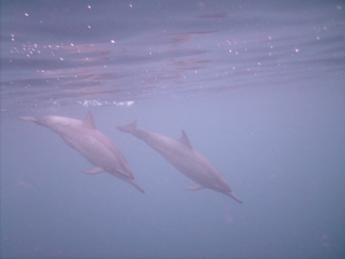 swimming with dolphins- photo by Allen, Flyaweigh