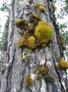 pine tree and moss looks like BC