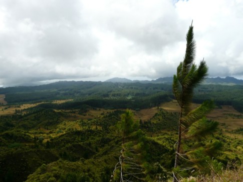 view to the pine forest of Nuku Hiva, about 3600 feet above sea level