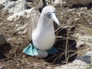 Blue footed booby nesting