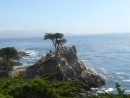 The Lone Cypress- note cables- 250+ years old!