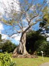 Ein Baum :-) im Botanischen Garten Guadeloupe