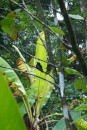 Wo ist der Kolibri? (Ausflug auf dem Indian River, Dominica)