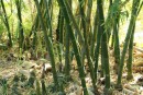 Bambus im Botanischen Garten in Road Harbor, Tortola, BVI
