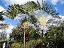 Strelizie im Botanischen Garten Guadeloupe