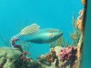 Parrot Fish in Coral World, Red Hook, St. Thomas