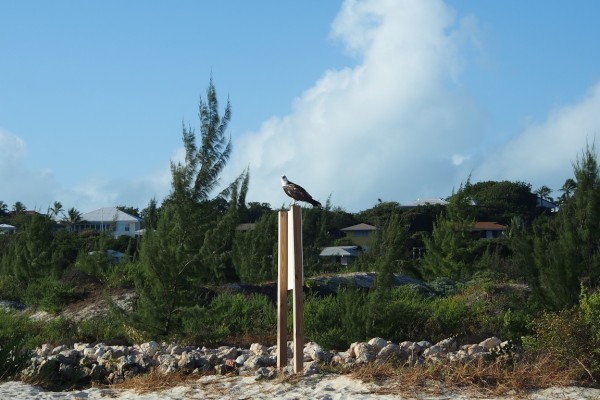 Fischadler in Turtle Cove auf Provo, Caicos