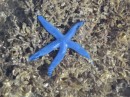 amazing blue star fish