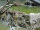  Fresh water Croc