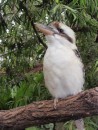 Laughing Kookaburra just before its laughing song