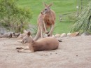 Kangaroos were all around