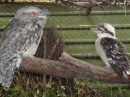  Tawny Frogmouth and Laughing Kookaburra