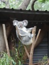 the oldest koala in the park