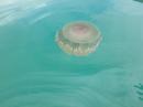 beautiful jellies surrounded our boat