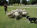 A sheep dog demonstration  
