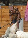 Mike shears a sheep