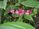 Huahine flowers