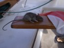 Monsiur rat gets a sailors burial