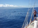 Deb watching pilot whales off Moorea