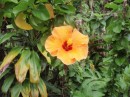 yellow hibiscus, Moorea