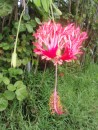 flower, on Huahine