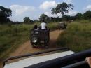 Jeeps following each other in search of elephants