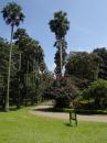 Beautiful palm trees in the botanical gardens