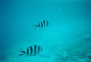 Snorkeling and fish identification became a daily pastime in French Polynesia