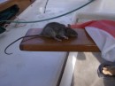 Monsieur Rat gets a noble ceremony before being dispatched to the deep....