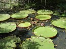 giant lily pads