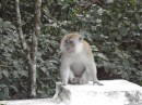 Macaque in the Botanical Gardens of Penang