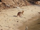 Wallaby with Joey on beach at Stradbroke Island