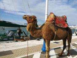 We were offered a ride by this camel and his owner in Smir, Morocco