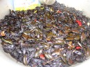 roasted water cockroaches